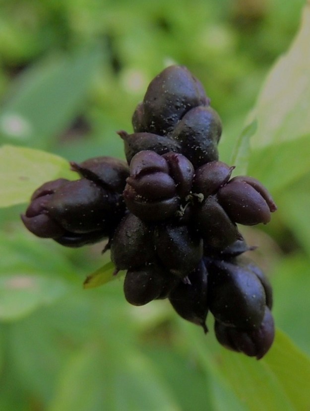 Cardamine bulbifera - hammasjuuren itusilmut kasautuvat aika usein myös suuremmiksi rykelmiksi varren kärkiosaan ja korvaavat toisinaan jopa kukinnon. A, Lemland, Nåtö, biologisen aseman pihan laiteet ja ympäristö, luonnonsuojelualue, 11.6.2014. Copyright Hannu Kämäräinen.