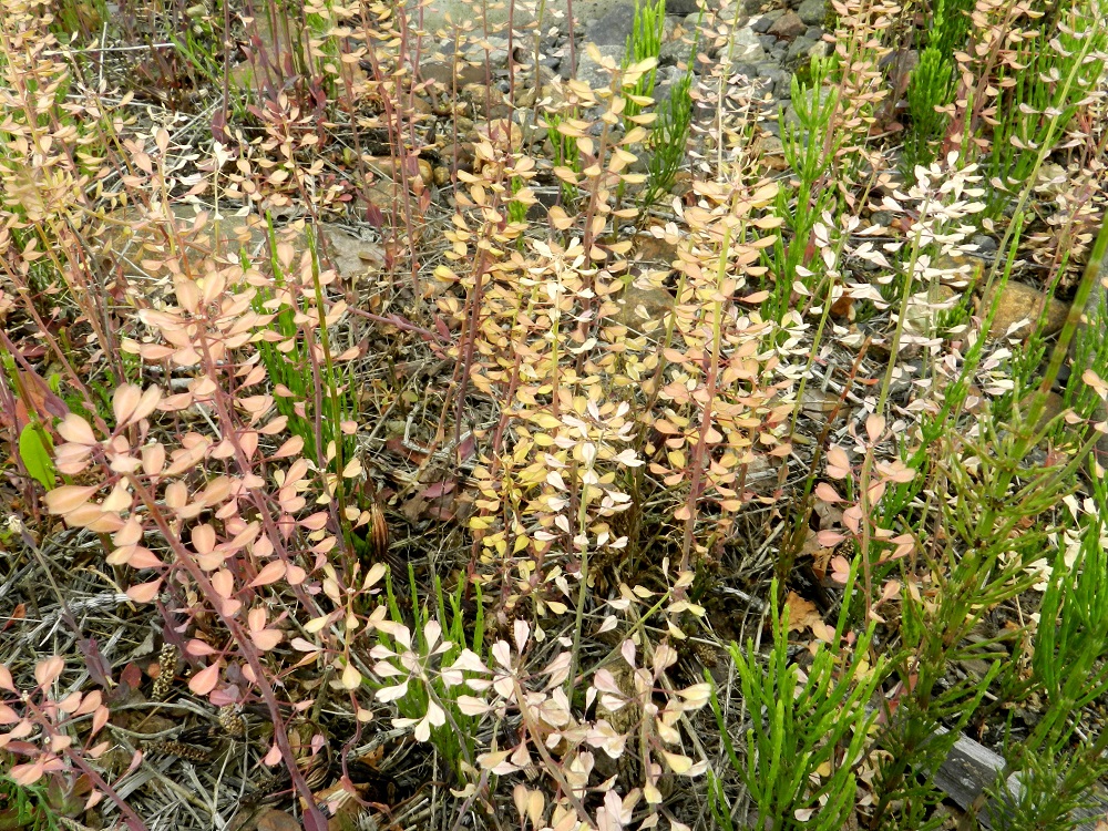 Noccaea caerulescens - ketotaskuruoho on Etelä-Suomessa ainakin aurinkoisemmilla paikoilla jo täysin hedelmävaiheessa kesäkuun alkupuolella. Lidut saavat kypsyessään ja kuivuessaan kellanruskeaa tai punertavanruskeaa sävyä. EH, Janakkala, Harviala, radanvarsi Alikartanontien entisen tielinjauksen ja ylikäytävän kohdalla, 9.6.2012. Copyright Hannu Kämäräinen.