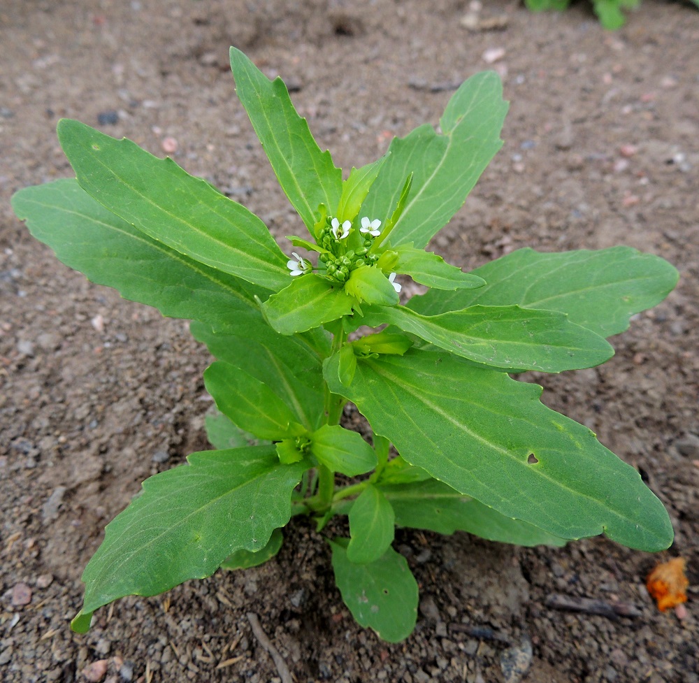 Thlaspi arvense - peltotaskuruohon varsilehdet ovat kierteisesti. Mahdollisia ruodillisia alimpia lehtiä lukuun ottamatta ne ovat ruodittomat ja pitkulaiset, soikeahkot tai suikeahkot. Lapa on yleensä mutkalaitainen tai vaihtelevasti nyhä- tai nirhareunainen. Pituutta sillä on tavallisesti noin 1,5-8 cm ja leveyttä leveimmältä kohtaa noin 0,3-2,5 cm. U, Helsinki, Toukola, Arabianranta, Toukolan rantapuisto, Kyläsaaren aidan pohjoispuolinen joutomaa-alue, 10.8.2013. Copyright Hannu Kämäräinen.