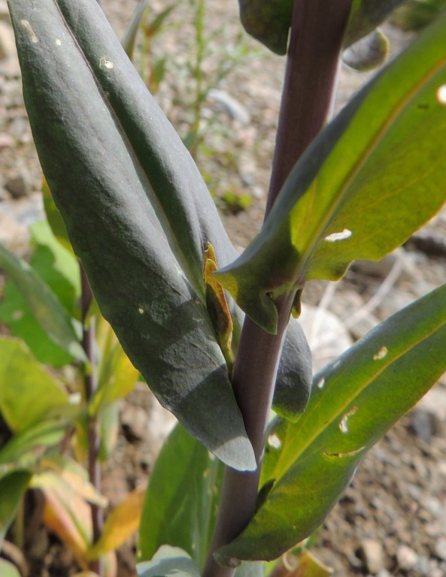 Turritis glabra - (keto)pölkkyruohon varsilehdet ovat nuolityviset. Varsi on liereä ja vihreä tai sinipunainen. Sen tyviosa on tiheästi karheakarvainen, mutta muu osa vartta on kalju. EH, Hämeenlinna, Loimalahti, Hirsimäki, Metsäkukantien ja Kepposkujan kulmauksen laitapenger, 25.6.2014. Copyright Hannu Kämäräinen.