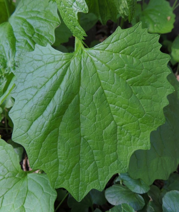 Alliaria petiolata - (rohto)litulaukan lehtilapa on ohut ja vihreä tai vaaleanvihreä. Se on tavallisesti noin 2-15 cm pitkä ja leveimmältä kohtaa noin 2-14 cm leveä. A, Maarianhamina, keskusta, Torgatanin varsi torialueen laidassa, 27.5.2013. Copyright Hannu Kämäräinen.