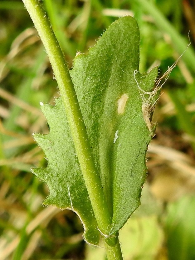 Arabis alpina - tunturipitkäpalon varsilehdet ovat tavallisesti noin 0,8-4,5 cm pitkät ja leveimmältä kohtaa noin 0,3-1,5 cm leveät. Ylemmät niistä ovat tyveltään sepivät. Varsi on tähtikarvainen. EnL, Enontekiö, Kilpisjärvi, Saanan koillispuoli, Saanajärven luoteispää kohdassa, jossa leveähkö tunturipuro laskee järveen, kivikkoinen rantaniitty ja puron laide, 680 m mpy, 6.7.2018. Copyright Hannu Kämäräinen.