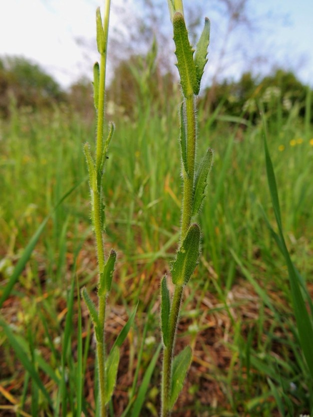 Arabis hirsuta - jäykkäpitkäpalon varsilehdet ovat tavallisesti laidoiltaan terävähampaiset. Ylempänä varrella ne soukkenevat hyvin kapeanpuikeiksi tai lähes suikeiksi. A, Lemland, eteläpää, Björkö, Herröskatan, luonnonsuojelualue, eteläosan kallioketoalue, 30.5.2013. Copyright Hannu Kämäräinen.
