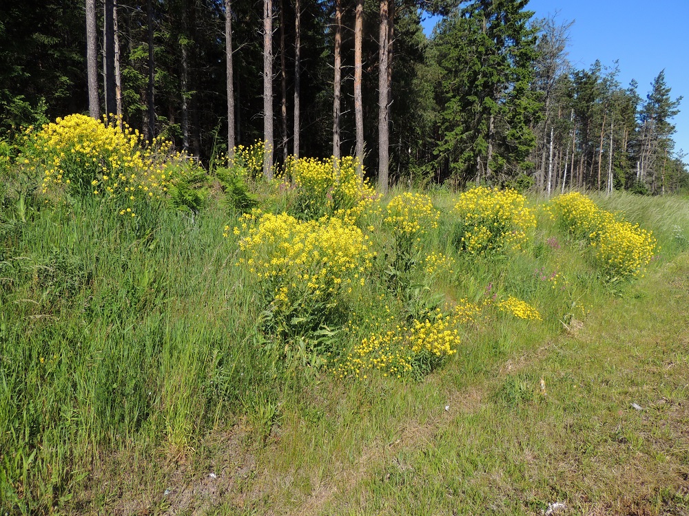 Bunias orientalis - idänukonpalko on Suomessa vakiintunut uustulokas, jonka kasvupaikkoina ovat lähinnä kaupungit ja kylät, vanhat kasarmi- ja linnoitusalueet, tienvarret, kaikenlaiset pientareet, radanvarret sekä teollisuus- ja myllyalueet. A, Sund, Tosarby, Bomarsundiin vievän maantien (tie 2) laita n. 1 km Tosarbyn tienhaarasta itään, 10.6.2014. Copyright Hannu Kämäräinen.