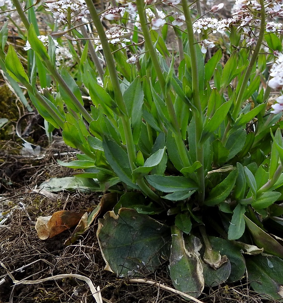 Noccaea caerulescens - ketotaskuruohon varsilehdet ovat kierteisesti. Ne ovat tavallisesti noin 1-3,5 cm pitkät ja leveimmältä kohtaa noin 0,5-1 cm leveät. EH, Akaa, Viiala, keskusta-alue, Matomäki, Hämeentien varsi Turuntien ja Keskuskadun liikenneympyrän laiteella. 5.5.2020. Copyright Hannu Kämäräinen.