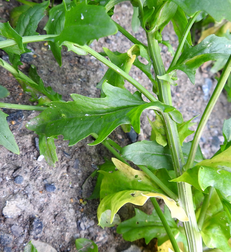 Thlaspi arvense - peltotaskuruohon varsilehtien laita on toisinaan myös hampainen tai jopa liuskahampainen. Lehtilapa on sepivä ja nuolityvinen niin, että terävät tyviliuskat yltävät varren sivuille. Varsi on särmikäs, ja koko kasvi on kalju. EH, Hämeenlinna, Loimalahti, Kuokkamaa, entisen Sammon kaatopaikan täyttökumpu, lakialue, jonne ajettu uusia maakasoja, 22.7.2019. Copyright Hannu Kämäräinen.