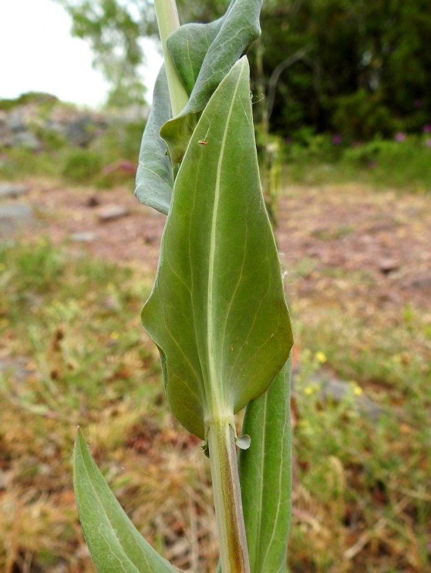 Turritis glabra - (keto)pölkkyruohon varsilehdet ovat ehytlaitaiset ja molemmin puolin kaljut. Sitä muistuttavalla lajilla, jäykkäpitkäpalolla, Arabis hirsuta, ne ovat hammaslaitaiset ja molemmin puolin tiheästi tähtikarvaiset. A, Lemland, Björkö, Herröskatanin luonnonsuojelualue, eteläkärjen rantakalliot näkötornin lähellä, 19.6.2023. Copyright Hannu Kämäräinen.