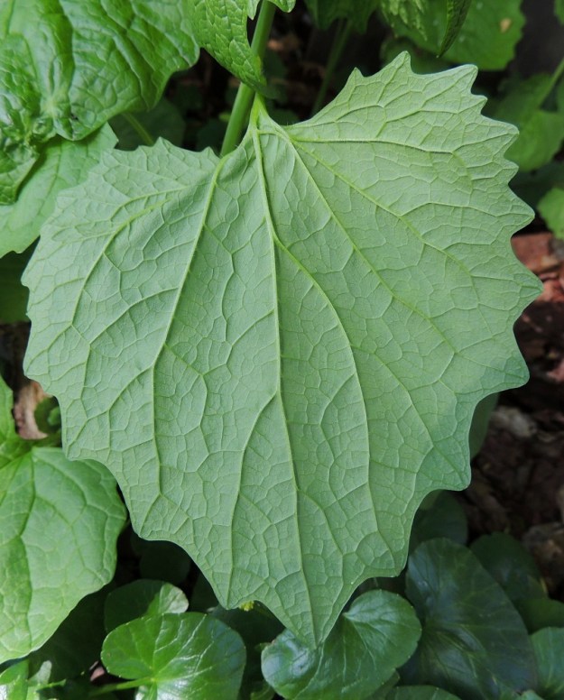 Alliaria petiolata - (rohto)litulaukan lehtilapa on yläpuolelta kalju ja alapuolelta vaihtelevasti suonia myöten karvainen. A, Maarianhamina, keskusta, Torgatanin varsi torialueen laidassa, 27.5.2013. Copyright Hannu Kämäräinen.