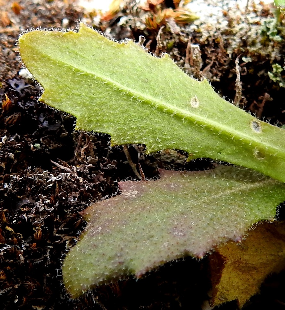 Arabis alpina - tunturipitkäpalon kaikki lehdet ovat molemmin puolin tiheästi tähtikarvaiset ja vihreät, harmaanvihreät tai vaihtelevasti punaruskeat. 6.7.2018. Copyright Hannu Kämäräinen.