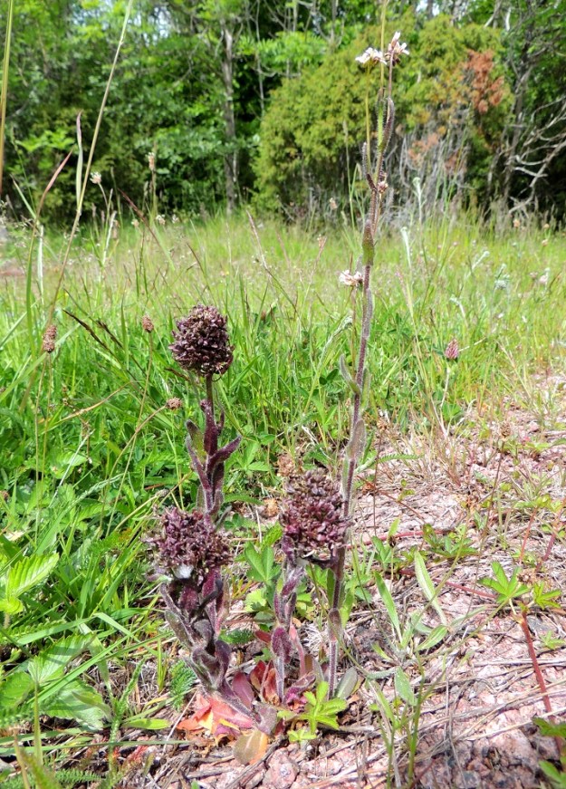 Arabis hirsuta - jäykkäpitkäpalolla, kuten muillakin kasveilla esiintyy mm. sienten ja kasvitautien aiheuttamia kasvupoikkeamia, jotka tekevät yksilöistä lähes tunnistamattomia. A, Lemland, Järsö, eteläosa, Hästskärsvägenin varren ketoalue, 13.6.2014. Copyright Hannu Kämäräinen.