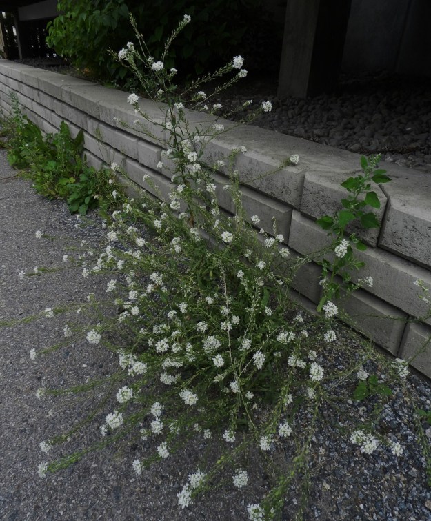 Berteroa incana - (idän)harmiolle riittää kovaksi ja tasaiseksi jyrätty, karkea soramaakin näyttävän varsikon ja kukintoryöpyn kasvattamiseen. EH, Tampere, Tahmela, Tahmelankadun tienlaidan tukimuurin vierus, 6.8.2012. Copyright Hannu Kämäräinen.