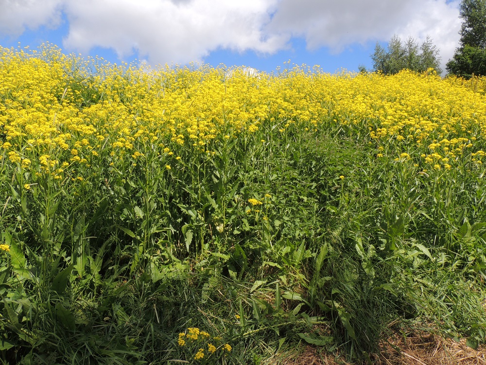 Bunias orientalis - idänukonpalko on Itä-Euroopasta kotoisin, mutta on tulokkaana levittäytynyt jo lähes kaikkialle Eurooppaan. Suomeen laji saapui 1800-luvulla Venäjältä varuskuntien rehukuljetusten mukana. Edelleenkin sen esiintyminen on vahvinta vanhoissa varuskuntakaupungeissa, joissa se on paikoin runsas ja yleinen. Kuvanottohetkellä tiheä piennarkasvusto oli noin 60 m pitkä ja leveimmillään noin 5 m leveä. EH, Hämeenlinna, Ahvenisto, Ahvenistontien laita Rapamäen länsirinteellä, 11.6.2016. Copyright Hannu Kämäräinen.