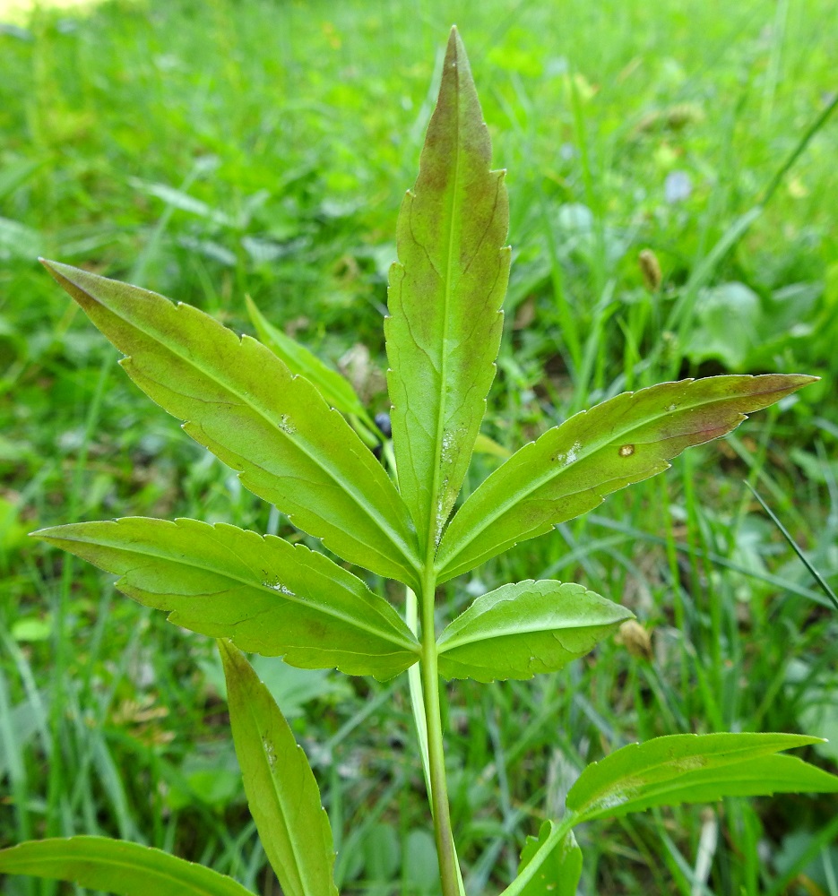 Cardamine bulbifera - hammasjuuren aluslehtien ja alempien varsilehtien tyvilehdykät ovat enintään lyhyesti ruodilliset ja muut ovat ruodittomat. Kärkilehdykkä ja sen alapuolella oleva lehdykkäpari voivat olla tyveltään myös yhdiskasvuisia. Lehdykät ovat lähinnä suikeat tai leveänsuikeat, hammaslaitaiset ja muuten kaljut mutta reunoiltaan hyvin lyhytkarvaiset. Laitahampaat ovat leveät, matalat ja kärkeä kohti suuntautuneet. Lehdykät ovat tavallisesti noin 3-8 cm pitkät ja leveimmältä kohtaa noin 1-2 cm leveät. A, Jomala, Ramsholm, luonnonsuojelualue, niemen pohjoispään lehtoniitty, 18.6.2023. Copyright Hannu Kämäräinen.