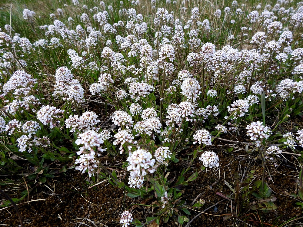Noccaea caerulescens - ketotaskuruohon kasvustot ovat toisinaan hyvin tiheät ja laajatkin. Kuvausajankohtana kasvustoalue oli lähes yhtenäinen noin 10 m x 30 m:n alalla. EH, Akaa, Viiala, keskusta-alue, Matomäki, Hämeentien varsi Turuntien ja Keskuskadun liikenneympyrän laiteella. 5.5.2020. Copyright Hannu Kämäräinen.