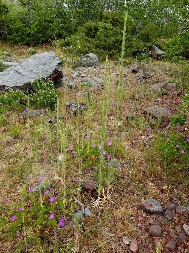 Turritis glabra - (keto)pölkkyruoho on Suomessa alkuperäinen laji Etelä-Suomessa ja muinaistulokas pohjoisempana. Kasvupaikkoina ovat lähinnä kedot, soraikot, kivikko- ja kallioalueet, tienvarret, pientareet ja kuivat joutomaat sekä asutuksen lähialueet. A, Lemland, Björkö, Herröskatanin luonnonsuojelualue, eteläkärjen rantakalliot näkötornin lähellä, 19.6.2023. Copyright Hannu Kämäräinen.