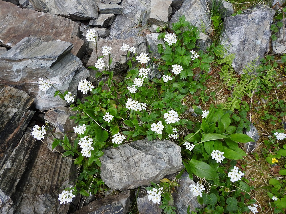 Arabis alpina - tunturipitkäpalko on Suomessa alkuperäinen laji. Se on runsaimmillaan Enontekiön Lapin ja Inarin Lapin länsiosissa. Harvinaisena tai hyvin harvinaisena sitä esiintyy etelään päin Oulun Pohjanmaan ja Koillismaan eliömaakuntiin saakka. Kasvupaikkoina ovat lähinnä tunturipaljakat, valuvetiset kalliorinteet ja kivikot, kosteat soraikot, puron- ja joenvarret sekä lähteiköt. Kasvupaikkoja on myös tunturimaaston ulkopuolella metsävyöhykkeessä. EnL, Enontekiö, Kilpisjärvi, Mallan luonnonpuisto, Iso-Mallan eteläinen alarinne, Kitsijoen Kitsiputouksen seinämärinne, 655-660 m mpy, 9.7.2018. Copyright Hannu Kämäräinen.