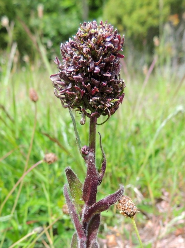 Arabis hirsuta - jäykkäpitkäpalon kukinto on ilmeisesti fytoplasmojen eli bakteerien kaltaisten taudinaiheuttajien infektoimana muuttunut aivan toisenlaiseksi. Fytoplasmat elävät kasvin johtosolukossa ja ikään kuin ohjelmoivat uudelleen erityisesti kukinnon muodostumisen. Kuvan yksilössä terä- ja verholehdet ovat muuntuneet varsinaisiksi, pieniksi ja punaruskeiksi lehdiksi. Mikä ihmeellisintä, nämä erikoiset kukat ovat kuitenkin pölyttyneet ja sikiäimet ovat kasvaneet jo näkyville. Fytoplasmat elävät ja lisääntyvät myös kaskaissa ja kempeissä, jotka levittävät tartuntaa edelleen. A, Lemland, Järsö, eteläosa, Hästskärsvägenin varren ketoalue, 13.6.2014. Copyright Hannu Kämäräinen.