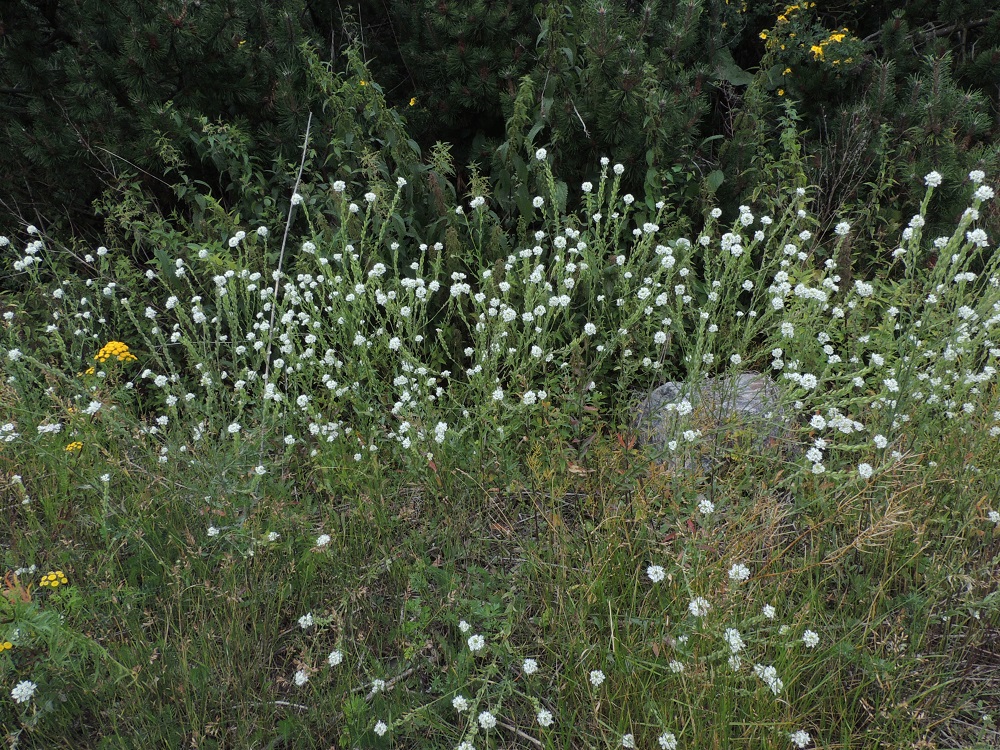Berteroa incana - (idän)harmion kasvupaikkoina ovat lähinnä kaupunkien kuivat joutomaat, vanhojen kasarmi- ja linnoitusalueiden liepeet, ratapihat ja radanvarret, soraiset kedot ja pientareet, maankäsittelyalueet, satamat sekä teollisuus-, mylly- ja viljavarastoalueet. V, Naantali, sataman viljavarastoalue, nykyisin käyttämättömän radan laide, 16.7.2016. Copyright Hannu Kämäräinen.