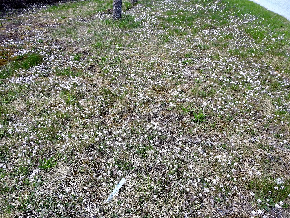 Noccaea caerulescens - ketotaskuruoho on alun perin kotoisin Keski- ja Etelä-Euroopan vuoristoalueilta. Se saapui Suomeen 1800-luvun loppupuolella ja levisi sekä sopeutui hyvin nopeasti erityisesti eteläiseen Suomeen ja yltää nykyisin harvinaisempana pohjoiseen saakka. Kasvupaikkoina ovat lähinnä kedot, rinneniityt, pientareet, pellonreunat, metsänlaiteet, tien- ja radanvarret sekä puisto- ja pihanurmikot. EH, Akaa, Viiala, keskusta-alue, Matomäki, Hämeentien varsi Turuntien ja Keskuskadun liikenneympyrän laiteella. 5.5.2020. Copyright Hannu Kämäräinen.
