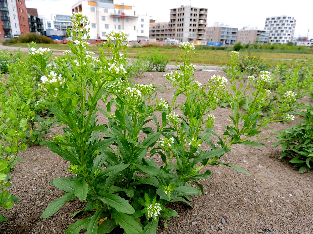 Thlaspi arvense - peltotaskuruoho on Suomessa muinaistulokas. Se on sopivilla kasvupaikoilla yleinen tai hyvin yleinen lähes koko maassa. Kasvupaikkoina ovat erityisesti viljelymaat, puutarhat, pihat, uudisnurmikot, joutomaat, maankäsittelyalueet ja jäteasemat sekä teiden ja urien laiteet. U, Helsinki, Toukola, Arabianranta, Toukolan rantapuisto, Kyläsaaren aidan pohjoispuolinen joutomaa-alue, 10.8.2013. Copyright Hannu Kämäräinen.