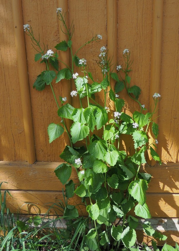 Alliaria petiolata - (rohto)litulaukka on hyvin omannäköisensä kasvi ristikukkaiskasvien monisukuisessa ja -lajisessa joukossa. Se on Suomessa alkuperäinen ja harvinainen lehtokasvi Ahvenanmaan ja Varsinais-Suomen eliömaakunnissa. Useimmiten sen kuitenkin näkee asutuksen piirissä mm. seinustoilla, pihoissa ja puistoissa. Asutuilla paikoilla laji on pitkäaikaisena jäänteenä tai karkulaisena aikaisemmasta, runsaammasta hyötykäytöstä rohto- ja ravintokasvina. A, Maarianhamina, keskusta, Torgatanin varsi torialueen laidassa, 27.5.2013. Copyright Hannu Kämäräinen.