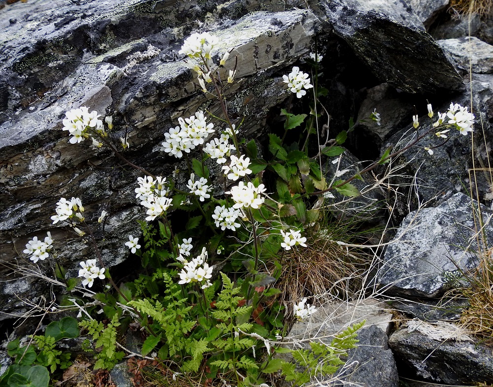 Arabis alpina - tunturipitkäpalko on monivuotinen ja pysty tai koheneva sekä tavallisesti noin 10-30 cm korkea ruoho, jonka pitkä ja rönsyävä pääjuuri synnyttää usein pieniä kasvustolaikkuja. Kuvassa etualalla on seuralaisina haurasloikon, Cystopteris fragilis ja (tunturi)hapron, Oxyria digyna, lehtiä. EnL, Enontekiö, Kilpisjärvi, Saanan jyrkkä, kivikkoinen paljakkarinne koillispuolen pahtaseinämän alapuolella, Saanajärven luoteisosan kohdalla, 730-800 m mpy, 6.7.2018. Ellei toisin mainita, kuvat ovat tältä samalta kasvualueelta. Copyright Hannu Kämäräinen.