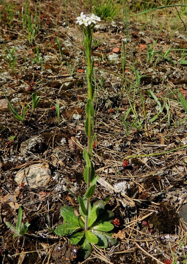 Arabis hirsuta - jäykkäpitkäpalko on lyhytikäinen monivuotinen, lehtiruusukkeellinen ja tavallisesti noin 20-60 cm korkea ruoho, joka on haaraton ja usein yksittäisvartinen. Varsi on pysty ja lajin suomalaisen nimen mukaisesti jäykkä. A, Sund, Bomarsund, Brännklint, Brännklintstornetin raunion eteläpuolinen kallioketo, 28.5.2013. Copyright Hannu Kämäräinen.