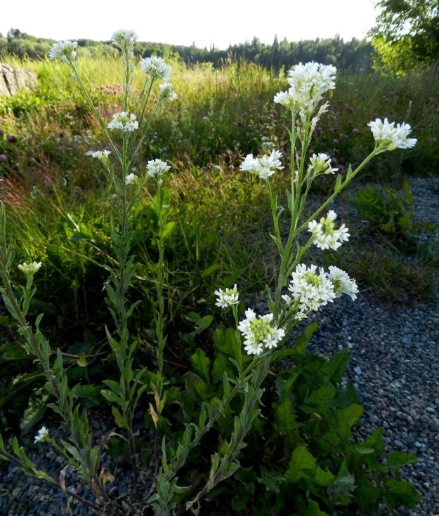 Berteroa incana - (idän)harmio on yleensä kaksivuotinen tai toisinaan monivuotinen ja pysty tai joskus koheneva ruoho, joka on tavallisesti noin 20-50 cm korkea. Se on yläpäästään haarovan pääjuurensa myötä usein, kuten kuvassa, monivartinen. EH, Hämeenlinna, Sairio, Sairionranta, Vanajaveden rannan ja rata-alueen välisen ulkoilureitin laide, 29.6.2012. Copyright Hannu Kämäräinen.