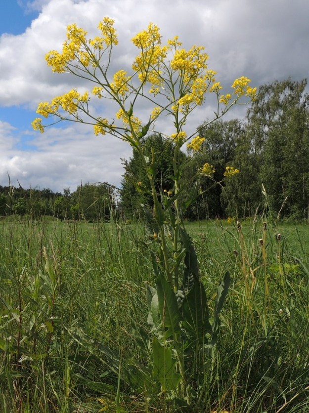 Bunias orientalis - idänukonpalko on kaksi- tai monivuotinen, pysty ja tavallisesti noin 60-120 cm korkea ruoho, jonka tyvilehdet ovat kookkaat. EH, Hämeenlinna, Pullerinmäki, Mäkelän teollisuusalue, Kiltti, Pikku-Parolantien varren pellonpiennar, 11.6.2016. Copyright Hannu Kämäräinen.