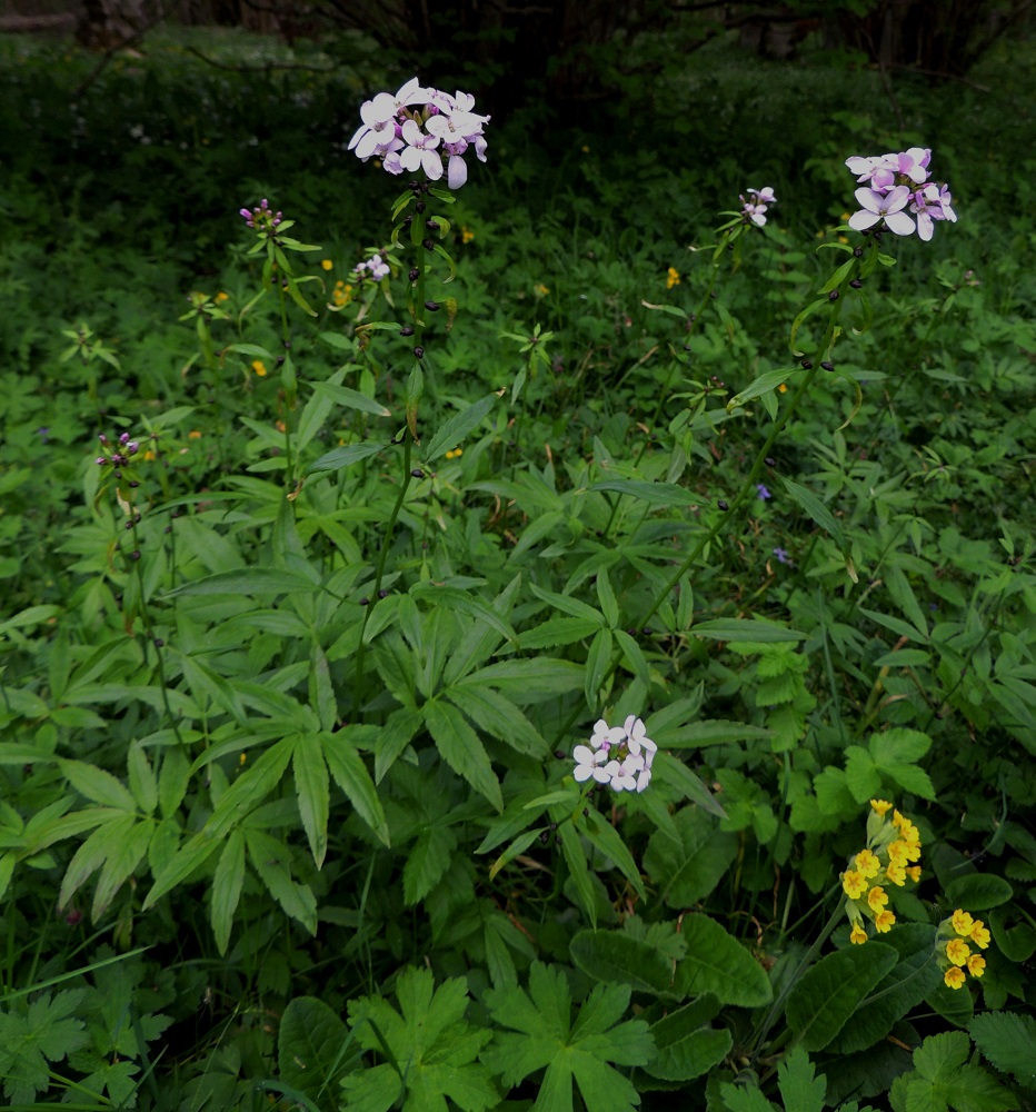 Cardamine bulbifera - hammasjuuri on monivuotinen, pysty tai tyvestä koheneva ja tavallisesti noin 30-60 cm korkea ruoho, jonka aluslehdet ja alemmat varsilehdet ovat aika kookkaat ja pariliuskaiset. Kuvassa on oikeassa alalaidassa myös kevätesikko, Primula veris. A, Jomala, Ramsholm, luonnonsuojelualue, niemen keskiosa, läntisen rantaniityn ylälaita, 29.5.2013. Copyright Hannu Kämäräinen.