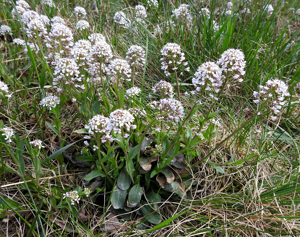 Noccaea caerulescens - ketotaskuruoho on kaksi- tai monivuotinen ruoho, jonka varret ovat yksittäin tai yleisimmin yksilöt ovat monivartisia. EH, Akaa, Viiala, keskusta-alue, Matomäki, Hämeentien varsi Turuntien ja Keskuskadun liikenneympyrän laiteella. 5.5.2020. Copyright Hannu Kämäräinen.