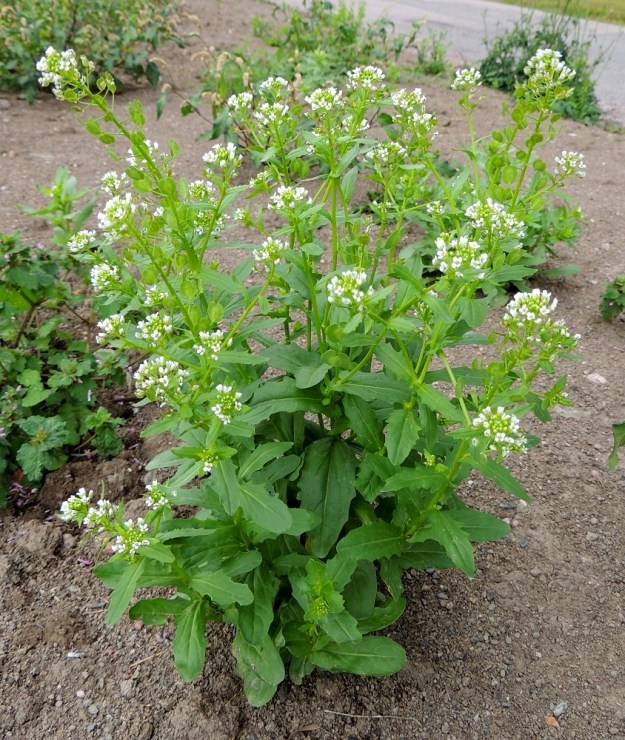 Thlaspi arvense - peltotaskuruoho on yksivuotinen, yleensä pysty ja tavallisesti noin 20-60 cm korkea ruoho. Varret ovat yksittäin tai yksilöt ovat kuvan tavoin monivartisia. U, Helsinki, Toukola, Arabianranta, Toukolan rantapuisto, Kyläsaaren aidan pohjoispuolinen joutomaa-alue, 10.8.2013. Copyright Hannu Kämäräinen.