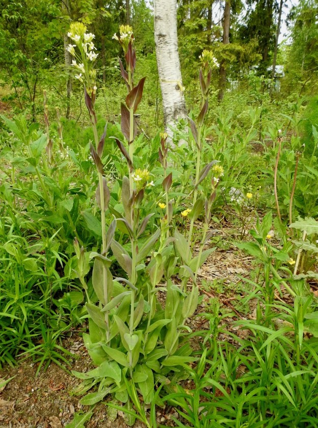 Turritis glabra - (keto)pölkkyruoho on kaksivuotinen, pysty ja jäykkävartinen ruoho, jonka pääjuuri on toisinaan yläosastaan haarova. Varret ovat yksittäin tai kuten kuvassa, haarautuneen juuren myötä tiiviinä varsiryhmänä. EH, Kouvola, Kuusankoski, Voikkaa, Sikomäki, Hermannintien varsi Nummisenmäentien risteyksen länsipuolella, 11.6.2017. Copyright Hannu Kämäräinen.