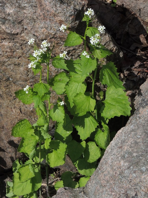 Alliaria petiolata - (rohto)litulaukka on kaksivuotinen, pysty ja tavallisesti noin 30-100 cm korkea ruoho, joka on tieteellisen sukunimensä ja suomalaisen nimensä mukaisesti sipulintuoksuinen. U, Helsinki, Sörnäinen, Katri Valan puisto, eteläosan kalliorinteet, 21.5.2016. Copyright Hannu Kämäräinen.