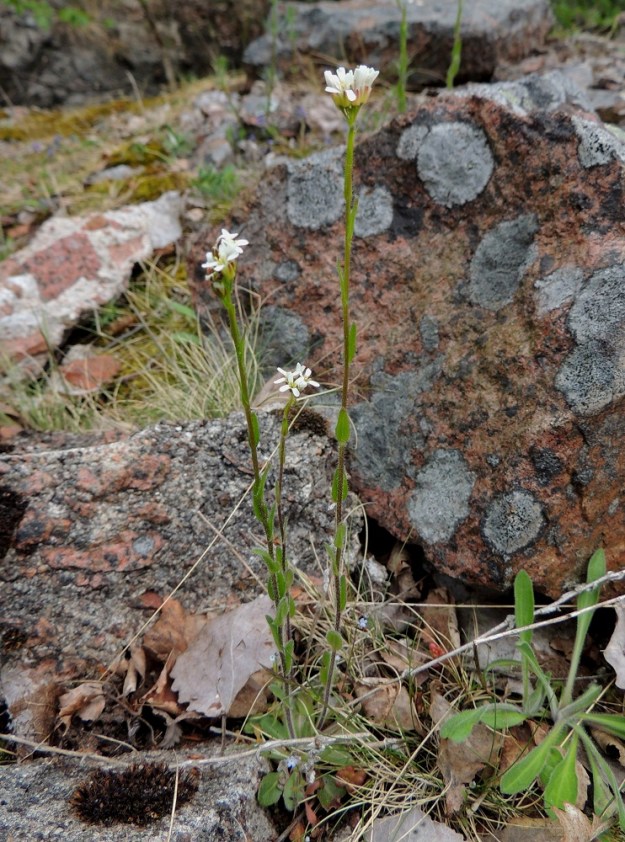 Arabis hirsuta - jäykkäpitkäpalon juuri toisinaan haarautuu yläosastaan, jolloin varret kasvavat pienenä ryhmänä. A, Lemland, eteläpää, Björkö, Herröskatan, luonnonsuojelualue, keskiosan kallioketoalue, 26.5.2013. Copyright Hannu Kämäräinen.