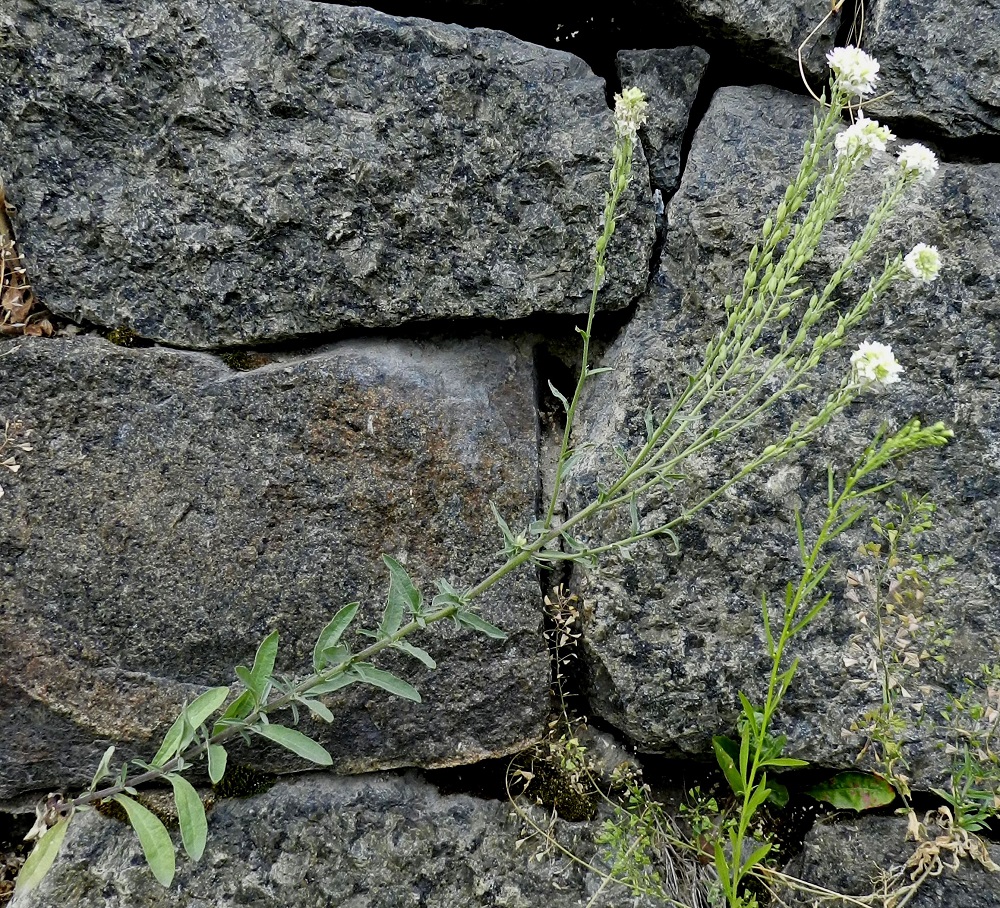 Berteroa incana - (idän)harmio on nimensä mukaisesti yleisväriltään harmaanvihreä. Varsi haaroo yläosastaan. Alempiin lehtihankoihin kehittyy runsaasti pienilehtisiä lyhytversoja. Lehdet ovat varrella kierteisesti. Alimmat niistä ovat ruodilliset ja ylemmät ruodittomat. Kuvassa ovat seuralaisina kanadankoiransilmä, Erigeron canadensis ja (rikka)lutukka, Capsella bursa-pastoris. ES, Lappeenranta, Kaupunginlahden satama, Satamatien laitarinteen tukimuuri, 11.7.2012. Copyright Hannu Kämäräinen.