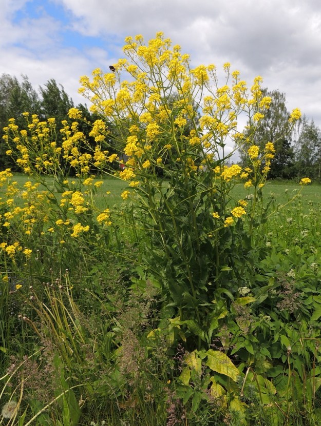 Bunias orientalis - idänukonpalon kasvustot ovat yleensä tiheästi monivartisia. EH, Hämeenlinna, Pullerinmäki, Mäkelän teollisuusalue, Kiltti, Pikku-Parolantien varren pellonpiennar, 11.6.2016. Copyright Hannu Kämäräinen.