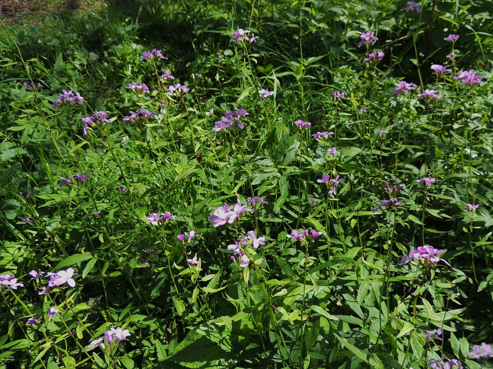 Cardamine bulbifera - hammasjuuri levittäytyy vaakatasossa haarovan juuristonsa avulla tiheiksi ja laajoiksikin kasvustoiksi. A, Lemland, Nåtö, biologisen aseman pihan laiteet ja ympäristö, luonnonsuojelualue, 27.5.2013. Copyright Hannu Kämäräinen.
