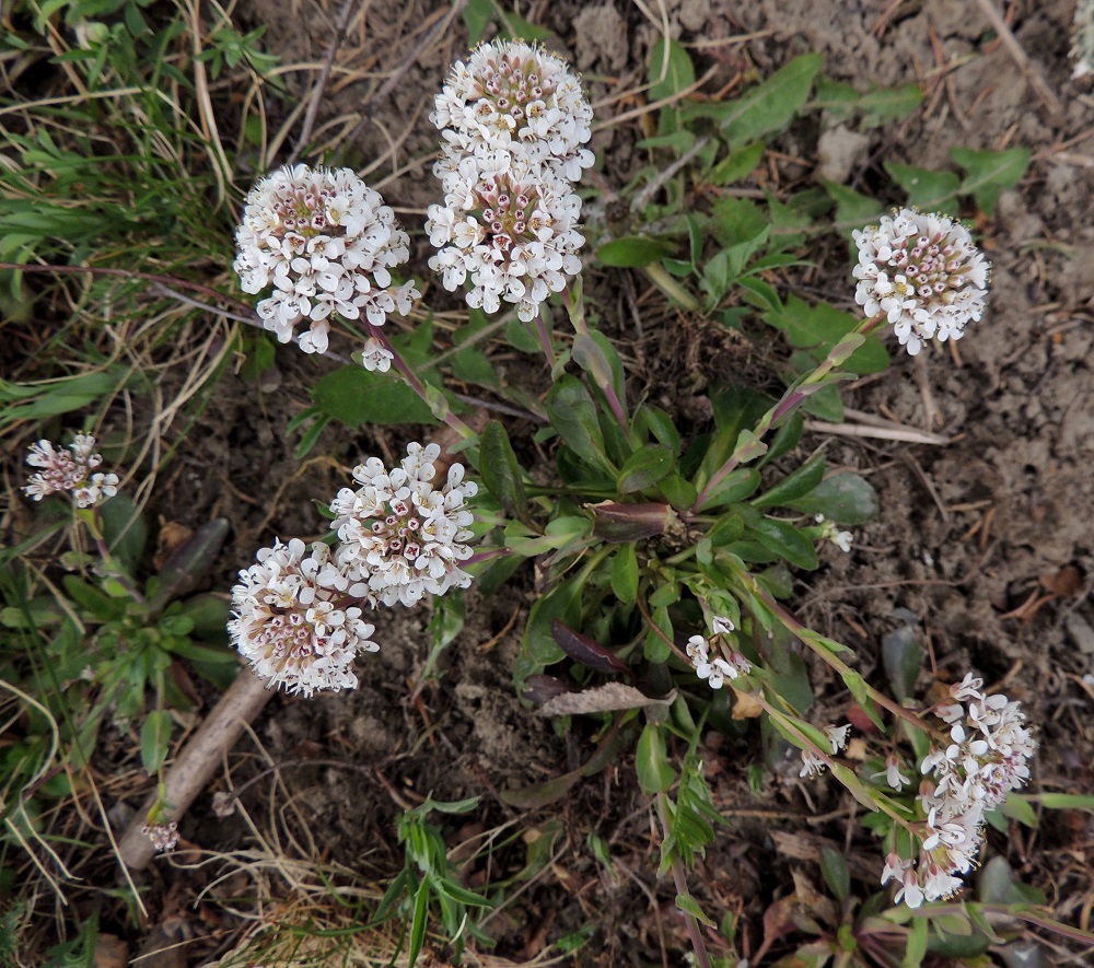 Noccaea caerulescens - ketotaskuruohon varret ovat pystyt tai monivartisissa yksilöissä usein myös kohenevat. Kukinto on aluksi tiheä ja lähes pallomainen terttu. EH, Hämeenlinna, Loimalahti, Hirsimäki, tienlaide Lehdokintien ja kävelytien kulmauksessa, 28.4.2014. Copyright Hannu Kämäräinen.