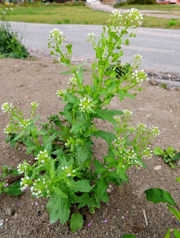 Thlaspi arvense - peltotaskuruohon varsi on yleensä yläosastaan haarova. Laji on hyvin tyypillinen rikkakasvi, jonka kehitys on nopeaa. Sen yhtenä tunnusmerkkinä on sipuli- tai sinappimainen tuoksu. Versot soveltuvatkin reippaan lisämaun antajiksi esim. tuoresalaattiin ja wokkiruokiin. U, Helsinki, Toukola, Arabianranta, Toukolan rantapuisto, Kyläsaaren aidan pohjoispuolinen joutomaa-alue, 10.8.2013. Copyright Hannu Kämäräinen.