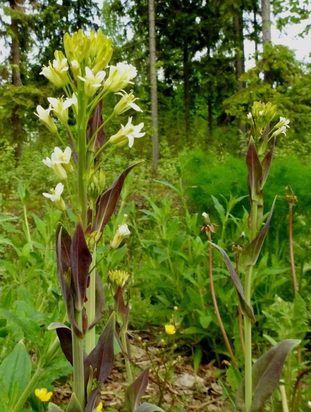 Turritis glabra - (keto)pölkkyruohon kukinto on latvaterttu, joka on aluksi lyhyt, mutta pitenee kukinnan edetessä. Kukkaperä on tavallisesti noin 4-10 mm pitkä. EH, Kouvola, Kuusankoski, Voikkaa, Sikomäki, Hermannintien varsi Nummisenmäentien risteyksen länsipuolella, 11.6.2017. Copyright Hannu Kämäräinen.