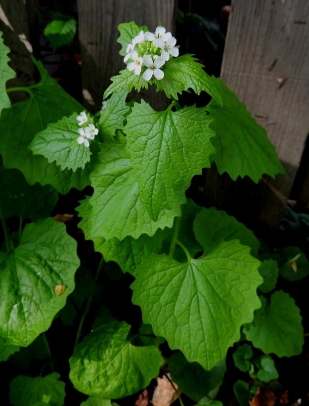 Alliaria petiolata - (rohto)litulaukka on valkokukkainen ja hyvin lehtevä. Se on vanha rohdoskasvi, jolla on hoidettu haavoja ja jopa kuoliota. Kasvi sisältää monia vitamiineja ja ihmisen hyvinvoinnille tärkeitä tehoaineita. Lisäksi se on myös oivallinen villivihannes. Parhaiten käyttöön soveltuvat nuoret lehdet, versot ja kukinnot, mutta myös juuria ja siemeniä voi käyttää. Kasvi antaa mm. kala-, kana- ja liharuokiin samalla kertaa valkosipulisen, sinappisen ja pippurisen mausteen. A, Maarianhamina, keskusta, Torgatanin varsi torialueen laidassa, 27.5.2013. Copyright Hannu Kämäräinen.