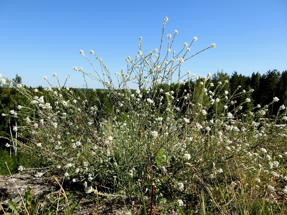 Berteroa incana - (idän)harmion yläpäästään haarova juuri voi toisinaan tuottaa yksinään monikymmenvartisen kasvuston. EH, Hämeenlinna, Majalahti, Louhoksentien varren maanläjitysalue, täytemaakentän reuna jyrkän etelärinteen päällä, 18.7.2018. Copyright Hannu Kämäräinen.
