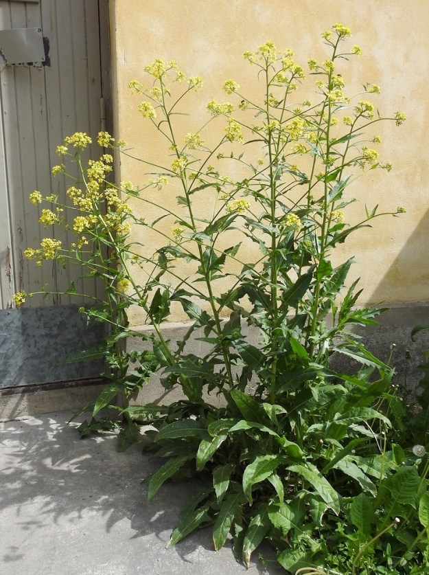 Bunias orientalis - idänukonpalon varret ovat tavallisesti runsashaaraiset. Varsilehdet ovat kierteisesti, ja kukintohaarat ovat lehtihankaiset. Varsinkin avoimella paikalla kasvaviin yksilöihin kehittyy runsaasti tyvilehtiä. EH, Hämeenlinna, Myllymäki, entisen Suomen Kasarmin alue, Suomen Kasarmin kadun varsi, vanhan huoltorakennuksen seinusta, 14.6.2022. Copyright Hannu Kämäräinen.