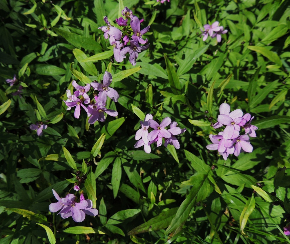 Cardamine bulbifera - hammasjuuren kukinto on varren kärjessä lähes sarjamaisena terttuna. Terttu ei kukinnan aikana pitene paljonkaan ja on lopulta yleensä enintään noin 5 cm pitkä. A, Lemland, Nåtö, biologisen aseman pihan laiteet ja ympäristö, luonnonsuojelualue, 27.5.2013. Copyright Hannu Kämäräinen.