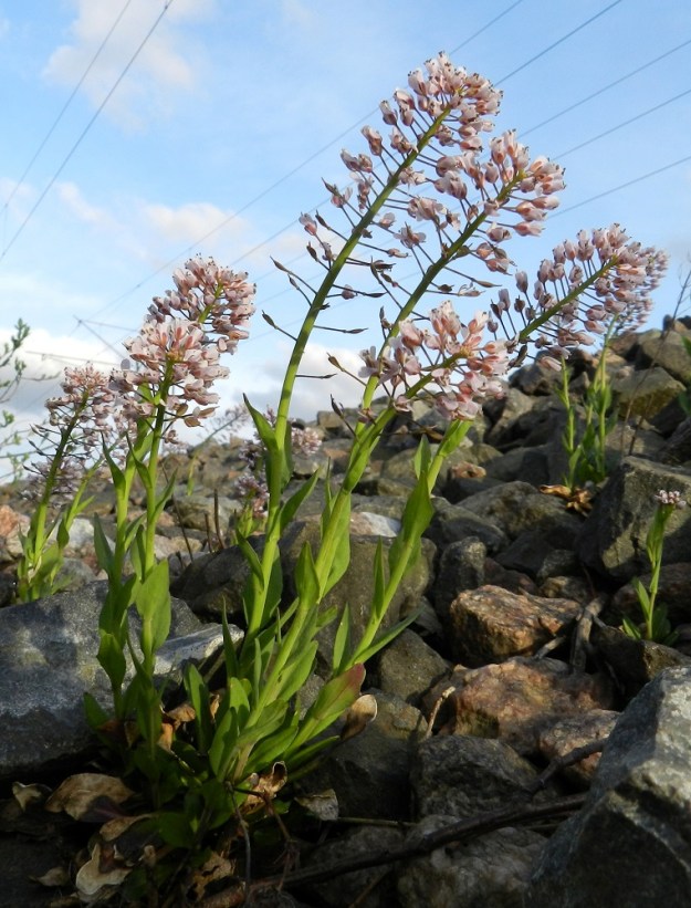 Noccaea caerulescens - ketotaskuruoho on tavallisesti noin 15-30 cm korkea. Terttu on tylppä tai matalan pyöreäpäinen ja pitenee kukinnan edetessä jopa 10-20 cm pitkäksi. Samaan aikaan, kun tertun kärkiosa kukkii, tyviosa on jo hedelmävaiheessa. Kukintoranka pitenee vielä hedelmävaiheessakin ja on lopulta noin puolet tai enemmänkin koko varren pituudesta. EH, Janakkala, Harviala, ratapenger Alikartanontien entisen tielinjauksen ja ylikäytävän kaakkoispuolella, 10.5.2012. Copyright Hannu Kämäräinen.