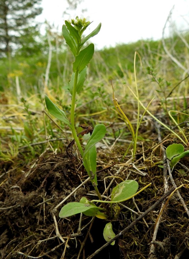 Thlaspi arvense - peltotaskuruoho on kasvunsa alussa yleensä hento, yksivartinen ja haaraton. Syysyksivuotinen yksilö on kasvattanut aluslehtensä jo edellisenä syyskautena, ja varsi lehtineen nousee niiden keskeltä seuraavan kesän alussa. Kevätyksivuotinen kasvi on ylittänyt talvikauden siemenenä ja kasvattaa juurensa, vartensa ja lehtensä saman kasvukauden aikana. EH, Janakkala, Harviala, taimistoalue radan pohjoispuolella, Alikartanontien entisen tielinjauksen varressa, 28.5.2019. Copyright Hannu Kämäräinen.