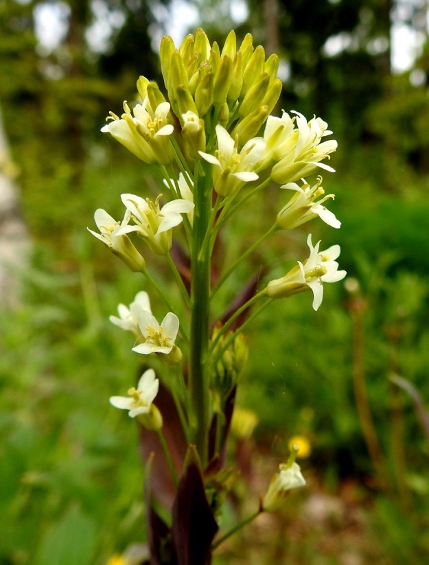 Turritis glabra - (keto)pölkkyruohon teriössä on neljä terälehteä. Se on valkoinen tai kermanvalkoinen ja tavallisesti noin 5-7 mm leveä. Myös verholehtiä on neljä. Ne ovat lähinnä kapeanpuikeat, kuperat, tylppä- tai suippokärkiset ja kalvolaitaiset sekä kellanvihreät tai punertavat. Pituutta niillä on useimmiten noin 3-4 mm ja leveyttä leveimmältä kohtaa noin 1-1,3 mm. EH, Kouvola, Kuusankoski, Voikkaa, Sikomäki, Hermannintien varsi Nummisenmäentien risteyksen länsipuolella, 11.6.2017. Copyright Hannu Kämäräinen.