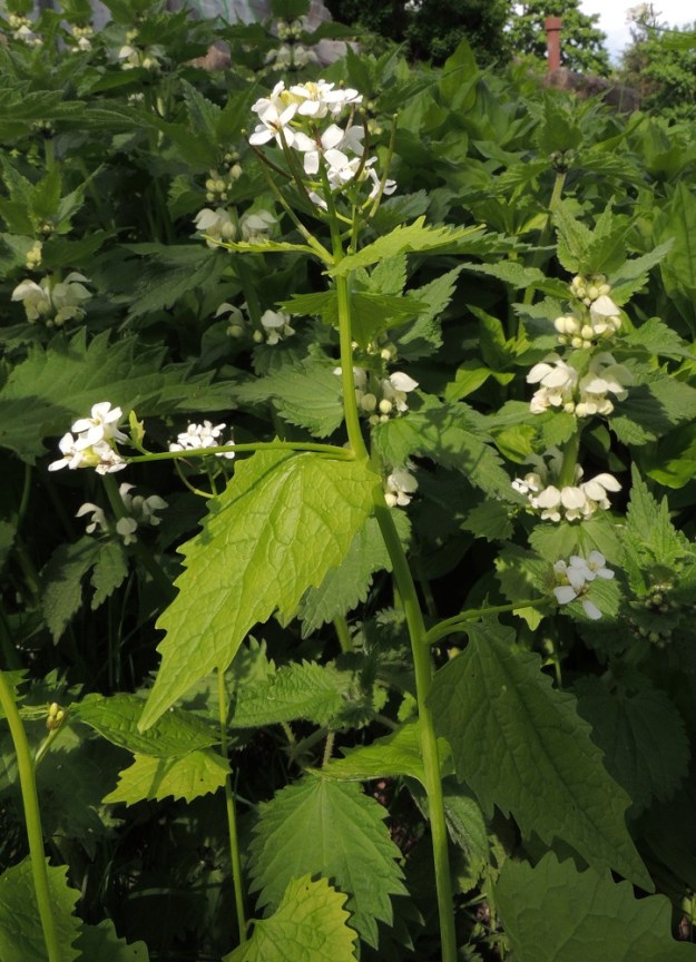 Alliaria petiolata - (rohto)litulaukan kuvassa on nähtävissä vertailuna kolmen lehdiltään aika samankaltaisen lajin kirjo. Litulaukan alaosan takana ja kuvan keskellä vasemmalla pilkistävät etelännokkosen, Urtica dioica subsp. dioica, säännöllisen iso- ja terävähampaiset lehdet. Muualla ympärillä valkopeipin, Lamium album, pienempi- ja tylpempihampaiset lehdet vertautuvat litulaukan epäsäännöllisen iso- ja terävähampaisiin lehtiin. U, Helsinki, Sörnäinen, Katri Valan puisto, eteläosan kalliorinteet, 21.5.2016. Copyright Hannu Kämäräinen.