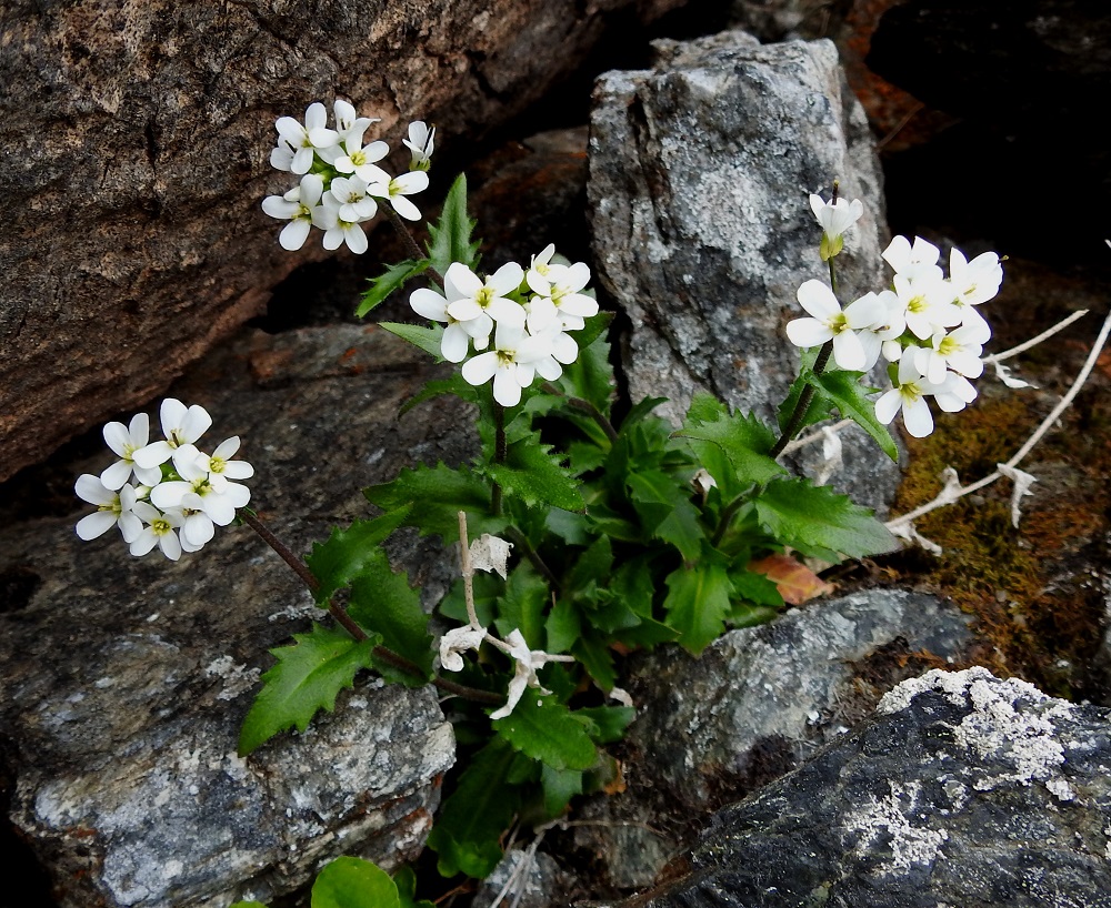 Arabis alpina - tunturipitkäpalon kukinto on varren kärjessä terttumaisesti. Terttu on aluksi hyvin lyhyt. Lehdet ovat laidoiltaan iso- ja terävähampaiset. 6.7.2018. Copyright Hannu Kämäräinen.
